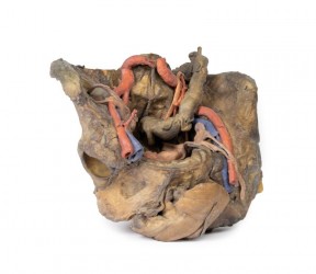 Model anatomiczny miednicy żeńskiej (struktury głębokie) - Image no.: 1
