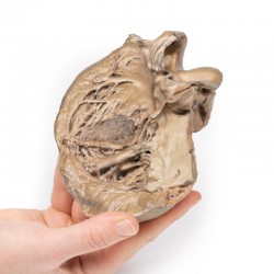 Model anatomiczny dwupłatowej zastawki aortalnej - Image no.: 4