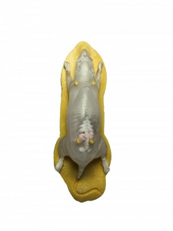 Fantom myszy do RTG/CT i MRI - podzielony na części - Image no.: 2