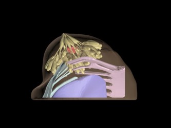 Fantom piersi do USG, CT/RTG i MRI - Image no.: 5