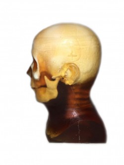 Fantom głowy osoby dorosłej do CT/RTG i MRI (Trening V2) - Image no.: 4