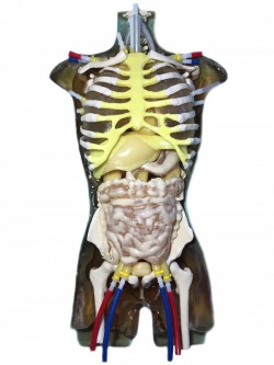 Fantom torsu do USG, CT/RTG i MRI (zaawansowane badanie) - Image no.: 7
