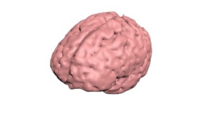 Miąższ mózgu USG, MRI i CT - Image no.: 1
