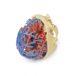 Model anatomiczny krążenia tętniczego i żylnego w obrębie czaszki - Image no.: 7