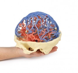 Model anatomiczny krążenia tętniczego i żylnego w obrębie czaszki - Image no.: 8