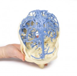 Model anatomiczny krążenia żylnego czaszki - Image no.: 5