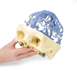 Model anatomiczny krążenia żylnego czaszki - Image no.: 7