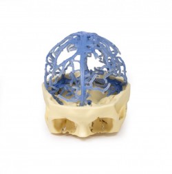 Model anatomiczny krążenia żylnego czaszki - Image no.: 1