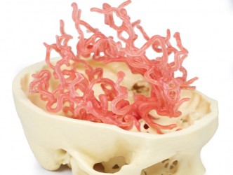 Model anatomiczny krążenia tętniczego czaszki - Image no.: 4
