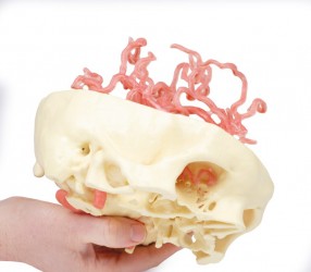 Model anatomiczny krążenia tętniczego czaszki - Image no.: 5