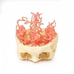 Model anatomiczny krążenia tętniczego czaszki - Image no.: 1