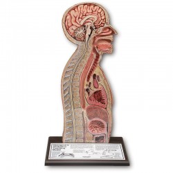 Model do intubacji nosowo-żołądkowej - Image no.: 1