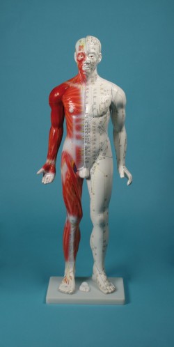 Chińska figura akupunktury, mężczyzna, 80 cm  - Image no.: 1