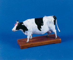 Model krowy do akupunktury - Image no.: 2