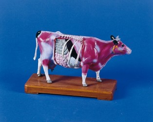 Model krowy do akupunktury - Image no.: 1