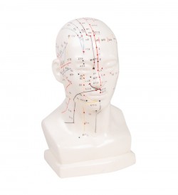 Model głowy do akupunktury - Image no.: 1
