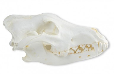 Model czaszki, wilk z Alaski (Canis lupus) - Image no.: 2