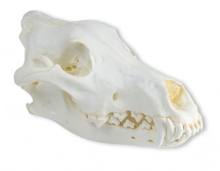 Model czaszki, wilk z Alaski (Canis lupus) - Image no.: 1