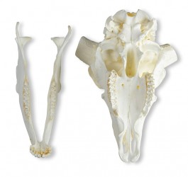 Model czaszki i rogu owcy Merynosów (Ovis aries) - Image no.: 4