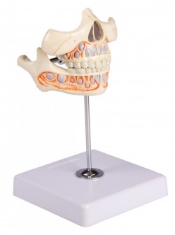 Model zębów mlecznych - Image no.: 2