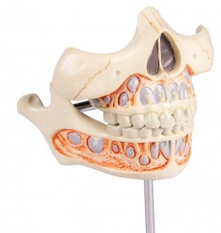 Model zębów mlecznych - Image no.: 3