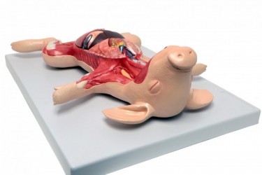 Model sekcyjny płodu świni - Image no.: 2