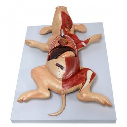 Model sekcyjny płodu świni - Image no.: 1
