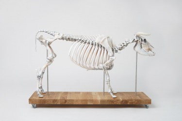 Model szkieletu krowy, sztuczny, 1:2 wymiarów naturalnych - Image no.: 2