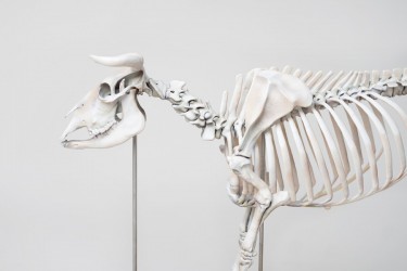 Model szkieletu krowy, sztuczny, 1:2 wymiarów naturalnych - Image no.: 3