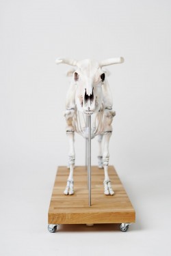 Model szkieletu krowy, sztuczny, 1:2 wymiarów naturalnych - Image no.: 5