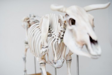 Model szkieletu krowy, sztuczny, 1:2 wymiarów naturalnych - Image no.: 6