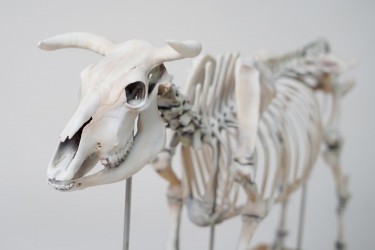 Model szkieletu krowy, sztuczny, 1:2 wymiarów naturalnych - Image no.: 7