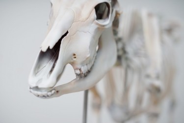 Model szkieletu krowy, sztuczny, 1:2 wymiarów naturalnych - Image no.: 8