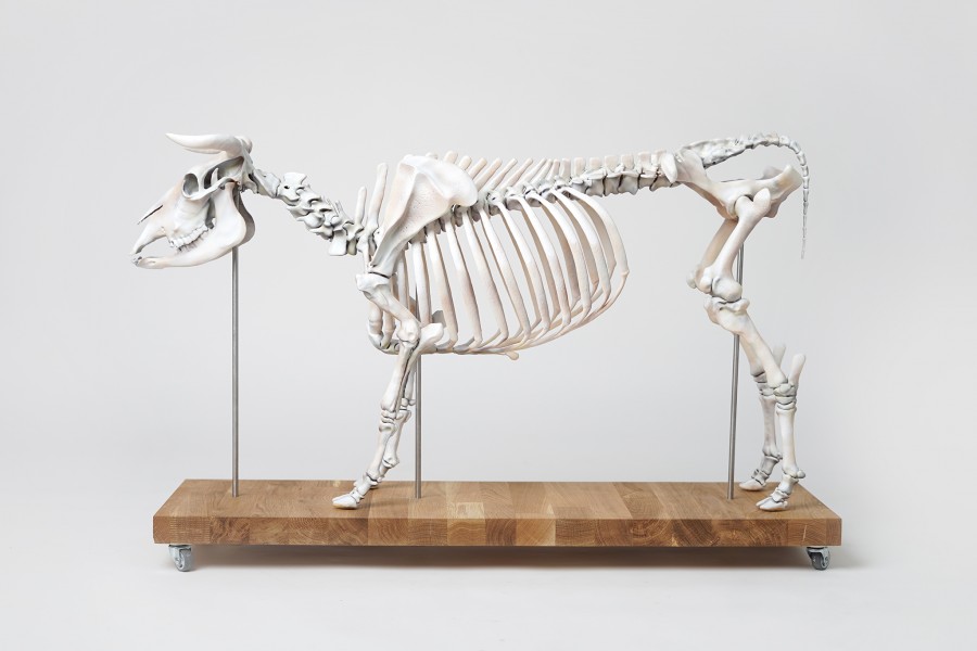 Model szkieletu krowy, sztuczny, 1:2 wymiarów naturalnych - Image no.: 1