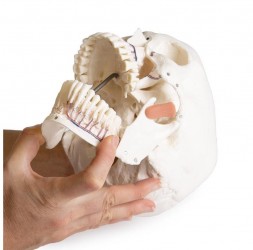Dentystyczny model czaszki z TMD, 8 części - Image no.: 10