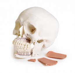 Dentystyczny model czaszki z TMD, 8 części - Image no.: 2