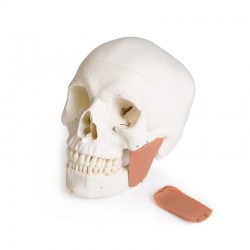 Dentystyczny model czaszki z TMD, 8 części - Image no.: 3