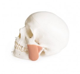 Dentystyczny model czaszki z TMD, 8 części - Image no.: 6