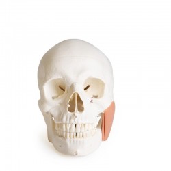 Dentystyczny model czaszki z TMD, 8 części - Image no.: 7