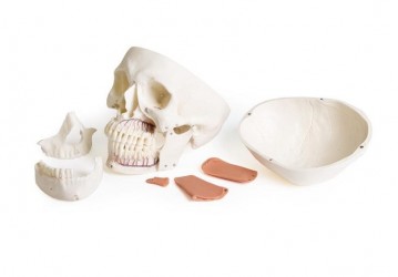Dentystyczny model czaszki z TMD, 8 części - Image no.: 8