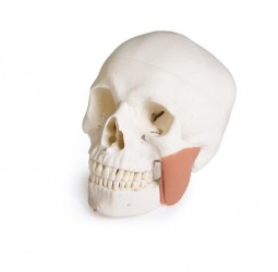 Dentystyczny model czaszki z TMD, 8 części - Image no.: 1