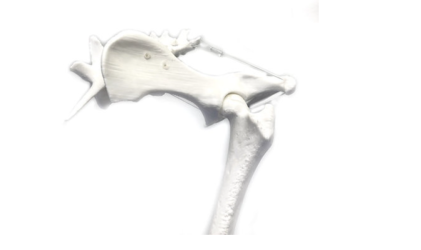 Model kości kończyny tylnej psa - rozmontowany - Image no.: 2