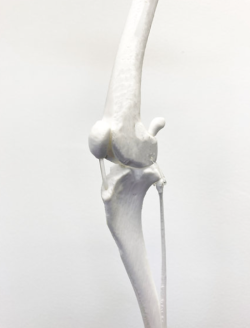 Model kości kończyny tylnej psa - rozmontowany - Image no.: 3