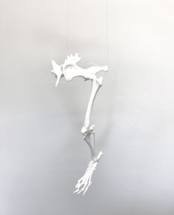 Model kości kończyny tylnej psa - rozmontowany - Image no.: 5