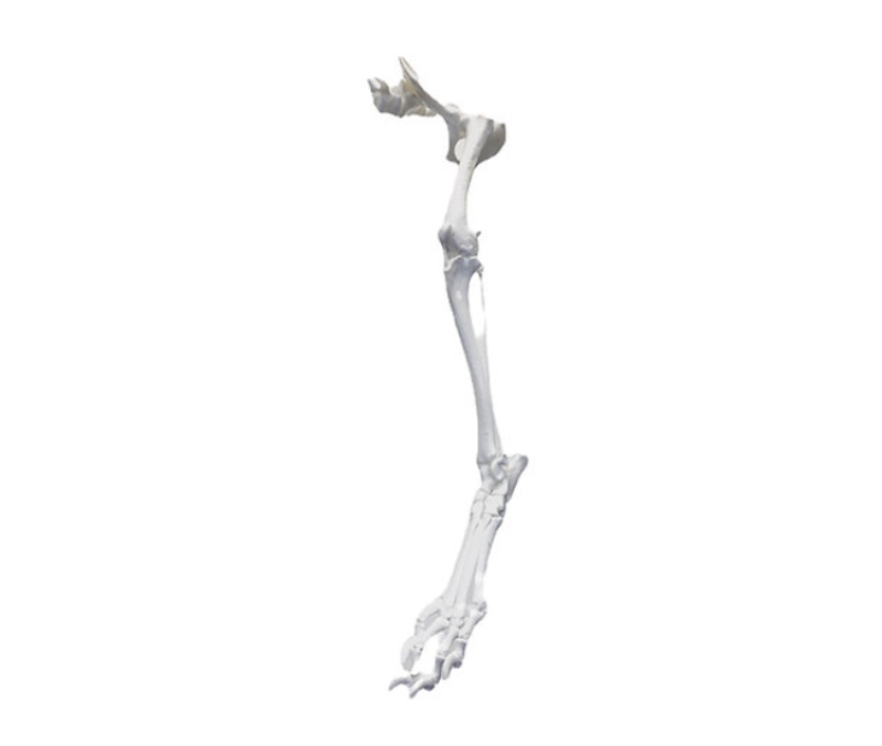 Model kości kończyny tylnej psa - rozmontowany - Image no.: 1