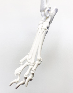 Model kości kończyny tylnej psa - zmontowany - Image no.: 4